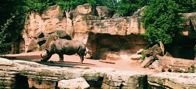 rhino in the zoo